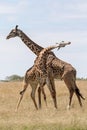 Masai Mara Giraffe, on safari, in Kenya, Africa. Royalty Free Stock Photo
