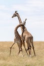 Masai Mara Giraffe, on safari, in Kenya, Africa. Royalty Free Stock Photo