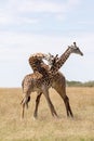 Masai Mara Giraffe, on safari, in Kenya, Africa. Royalty Free Stock Photo