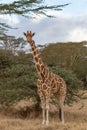 Masai Mara Giraffe, on safari, in Kenya Royalty Free Stock Photo