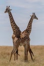 Masai Mara Giraffe, on safari, in Kenya Royalty Free Stock Photo