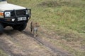 Spotted leopard walks in front of a safari Land Cruiser vehicle