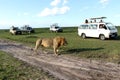 Adult male lion walking amongst three white safari vehicles with tourists
