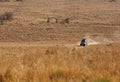 Tourist enjoying game drive on safari Jeep at Masai Mara , Kenya