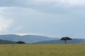 Masai Mara landscape on a cloudy day Royalty Free Stock Photo