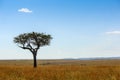Masai Mara Landscape Royalty Free Stock Photo