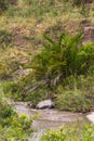 Masai Mara landscape. Kenya Royalty Free Stock Photo