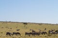 Masai mara landscape Royalty Free Stock Photo