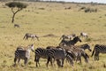 Masai mara landscape Royalty Free Stock Photo