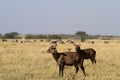 Masai mara landscape Royalty Free Stock Photo