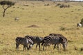 Masai mara landscape Royalty Free Stock Photo