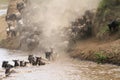 Masai Mara river crossing