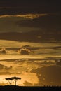 Masai Mara sunset with trees in silhouette Royalty Free Stock Photo