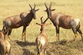 Masai Mara Topi Royalty Free Stock Photo