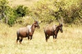 Masai Mara Topi Royalty Free Stock Photo