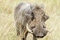 Masai Mara Warthog Royalty Free Stock Photo