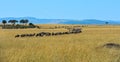 Masai Mara Wildebeest Royalty Free Stock Photo