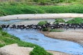 Masai Mara wildebeest Royalty Free Stock Photo