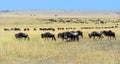 Masai Mara wildebeest Royalty Free Stock Photo