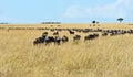 Masai Mara wildebeest Royalty Free Stock Photo