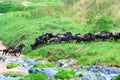 Masai Mara wildebeest Royalty Free Stock Photo