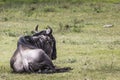 Masai Mara wildebeest migration in Tanzania, Africa. Royalty Free Stock Photo