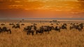 Masai Mara wildebeest migration in Tanzania, Royalty Free Stock Photo