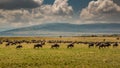 Masai Mara wildebeest migration in Tanzania, Royalty Free Stock Photo