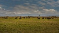 Masai Mara wildebeest migration in Tanzania, Royalty Free Stock Photo