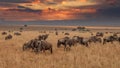 Masai Mara wildebeest migration in Tanzania, Royalty Free Stock Photo