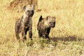 Masai Mara Young Hyenas Royalty Free Stock Photo