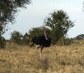 Masai ostrich, also known as the pink-necked ostrich