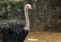 Masai Ostrich couple looking after their ostrich eggs.Large male and female ostrich . Common ostrich, Struthio camelus, big bird Royalty Free Stock Photo