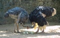 Masai Ostrich couple looking after their ostrich eggs.Large male and female ostrich . Common ostrich, Struthio camelus, big bird Royalty Free Stock Photo