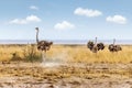 Masai Ostrich in Kenya Africa