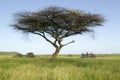 Masai safari guides in Landcruiser vehicle under an acacia tree at the Lewa Wildlife Conservancy, North Kenya, Africa Royalty Free Stock Photo