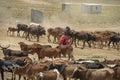 Masai shepard going to waterhole with Cattle near Narok,Kenya,Africa