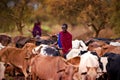 Masai shepherd with cows on african savannah
