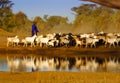 Masai shepherd with herd of goats