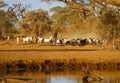 Masai shepherd with herd of goats