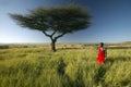 Masai Warrior in red standing near Acacia tree and surveying landscape of Lewa Conservancy, Kenya Africa