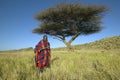 Masai Warrior in Senior Elder robe standing near Acacia Tree in Lewa Conservancy, Kenya Africa