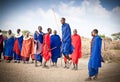 Masai warriors dancing traditional jumps as cultural ceremony. T Royalty Free Stock Photo