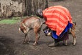 Masai women milking her goat
