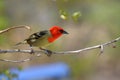 mauritius fody Royalty Free Stock Photo