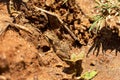 Mascarene grass frog, Ptychadena mascareniensis, Miandrivazo - Menabe, Madagascar wildlife