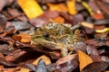 Mascarene grass frog, Ptychadena mascareniensis, Tsingy de Bemaraha, Madagascar wildlife Royalty Free Stock Photo