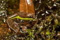 Mascarene grass frog, Ptychadena mascareniensis, Ambalavao, Andringitra National Park, Madagascar wildlife Royalty Free Stock Photo