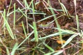 Mascarene grass frog, Ptychadena mascareniensis, Ambalavao, Andringitra National Park, Madagascar wildlife Royalty Free Stock Photo