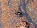 the Mascarene grass frog , or Mascarene ridged frog, endemic species of frog in the family Ptychadenidae. Royalty Free Stock Photo